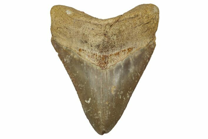 Serrated, Fossil Megalodon Tooth From Morocco - Rare Location #353015